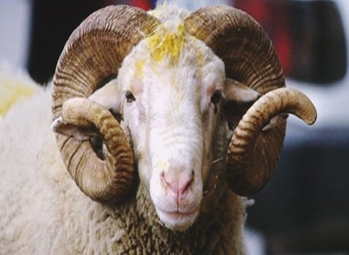 Adakçı